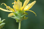 Sticky rosinweed